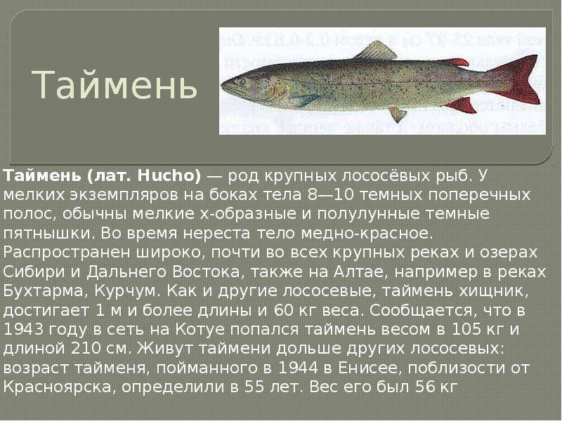 Хозяин водоема таймень – все самое интересное о рыбе-гиганте - читайте на сatcher.fish