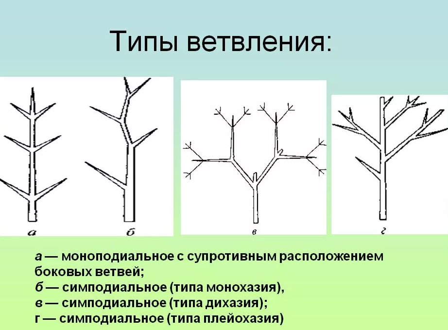 Как найти по картинке растение в интернете