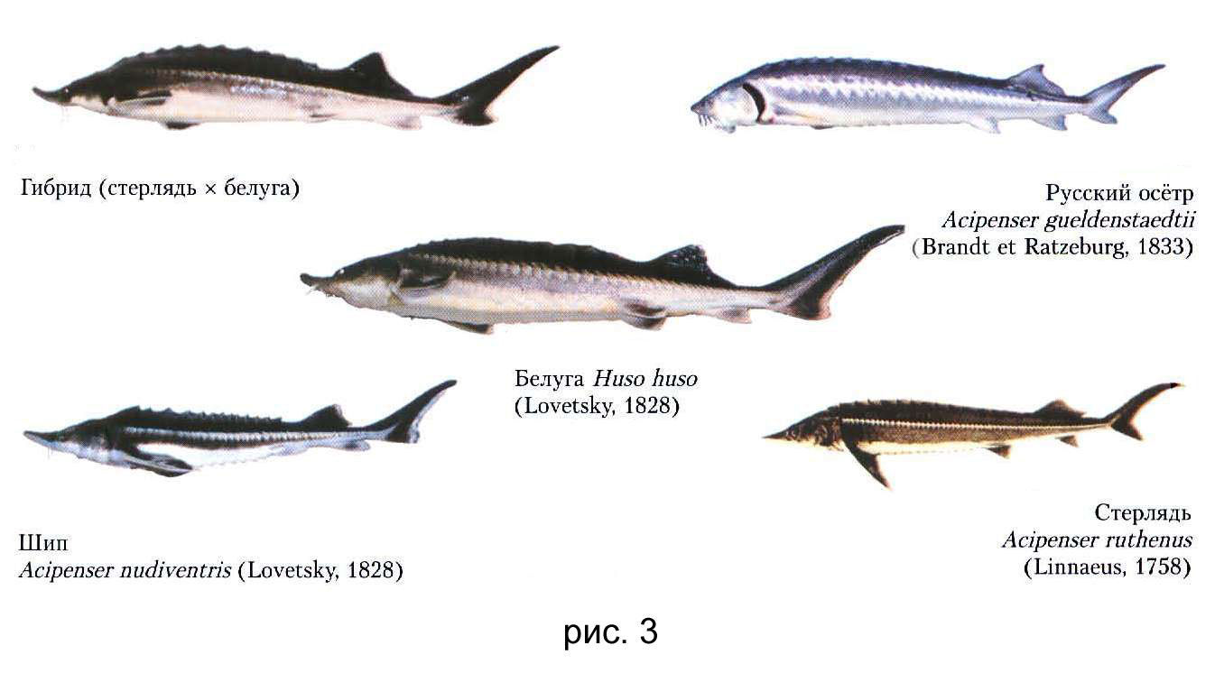 Осетровые и лососевые рыбы. Стерлядь семейство осетровых. Осетровые рыбы названия. Название рыб семейства осетровых. Разновидности осетровых рыб названия.