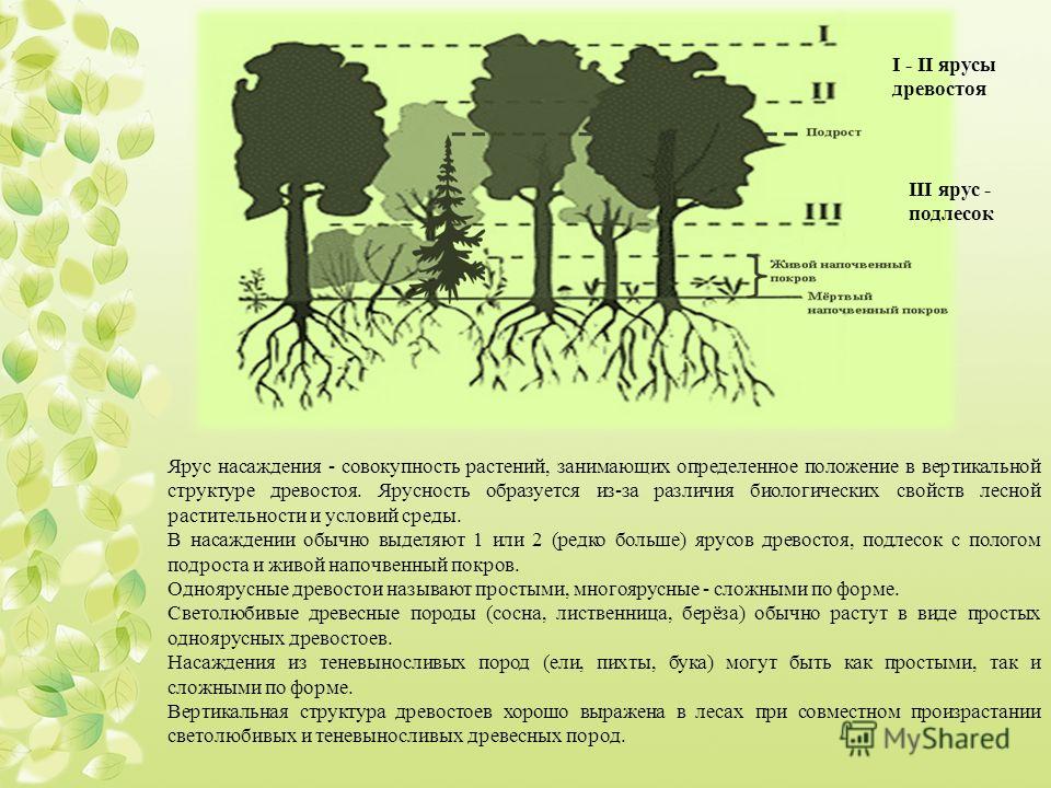 Структура леса схема