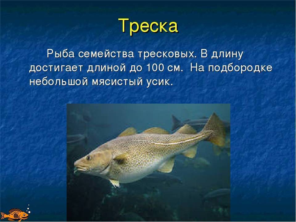 В каких водоемах России обитает треска и какие ее виды встречаются Подробное описание самых распространенных рыбы, их фото