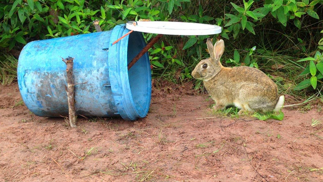 Случка кроликов: как провести (пошаговая инструкция), лучший период для случки