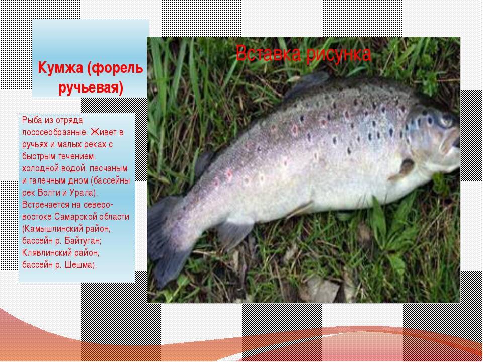 Форель: рыба форель фото и описание, нерест, способы ловли, образ жизни, приманки на форель, калорийность форели