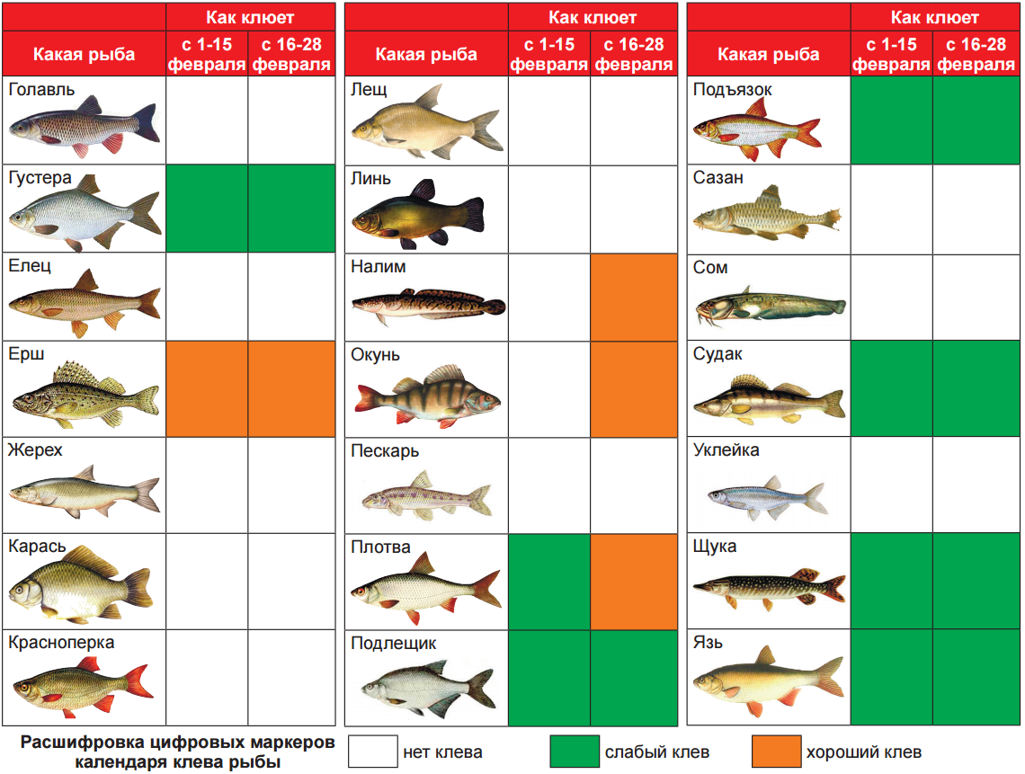 Рыбалка клев сегодня. Таблица рыболова. Какая рыба когда будет клевать. Таблица зимних рыбалок. Какая рыба на что клюет.