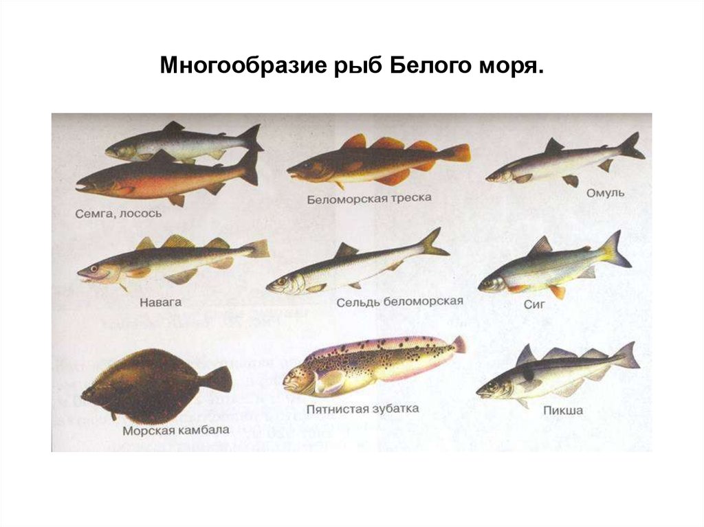 Морские рыбы: название, описание и фото самых популярных разновидностей обитателей морских глубин