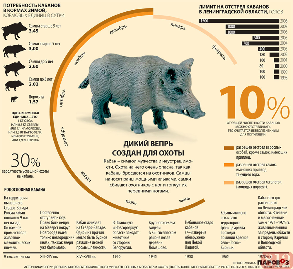 Какое количество животных. Таблица веса дикого кабана. Размеры и вес дикого кабана. Вес дикого кабана в среднем.