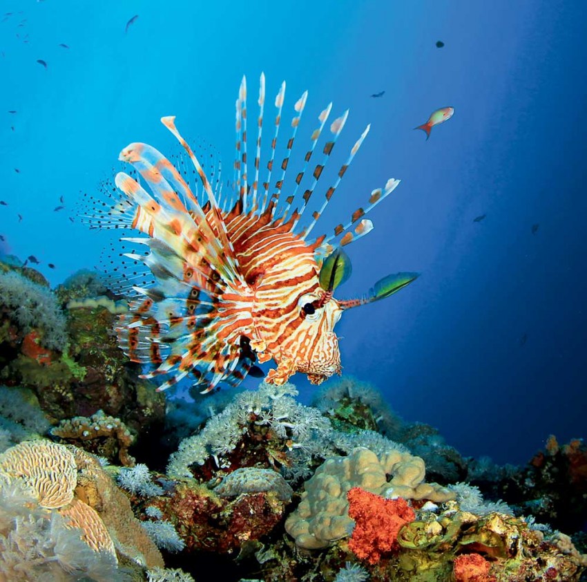 Рыбы красного моря | интересный сайт