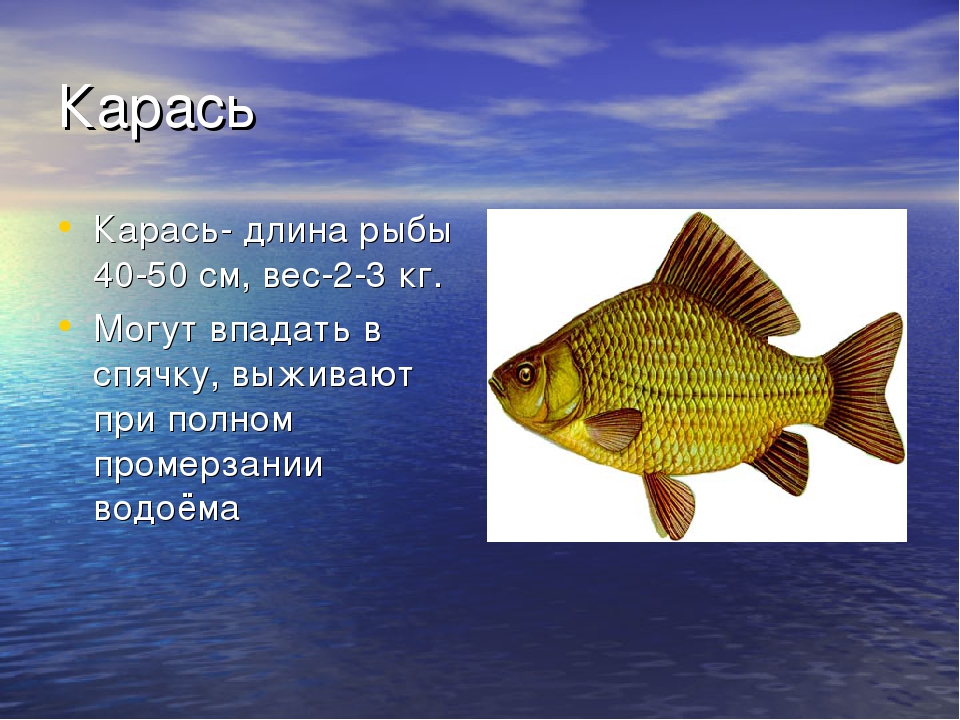 Информация про рыб. Карась презентация. Маленькое сообщение о рыбе. Сообщение о карасе. Карась кратко.