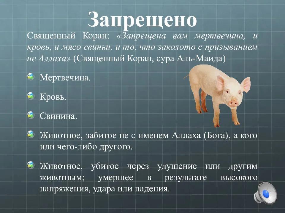 Русский язык свиней. Почему нельзя есть СВЕЖЕНИНУ. Почему мусульманамнельз свинину. Почему мусульманам нельзя свинину.