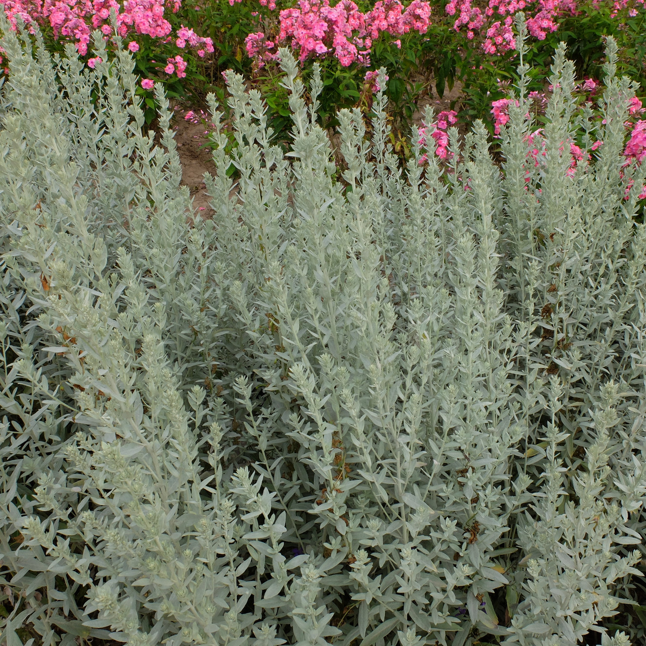 Artemisia armeniaca lam.описание таксона