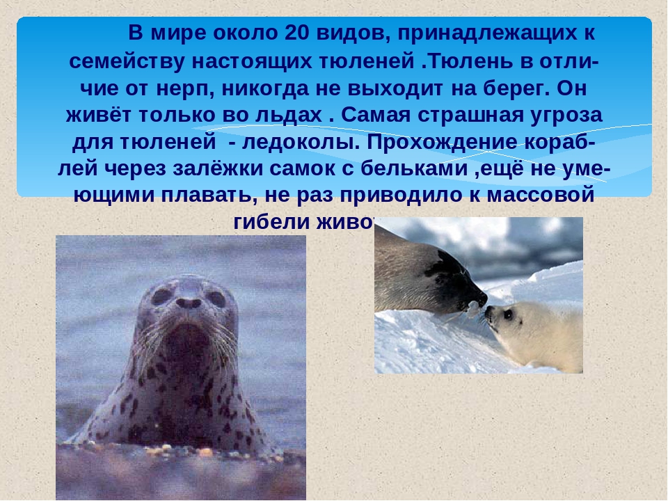 Гренландский тюлень: интересные факты о животном. питание и обитание