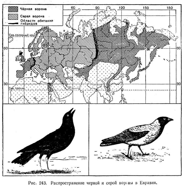 Как объяснить обширность территории. Ареал обитания Воронов в России. Черная ворона ареал обитания. Ареал обитания серой вороны. Серая ворона ареал обитания.