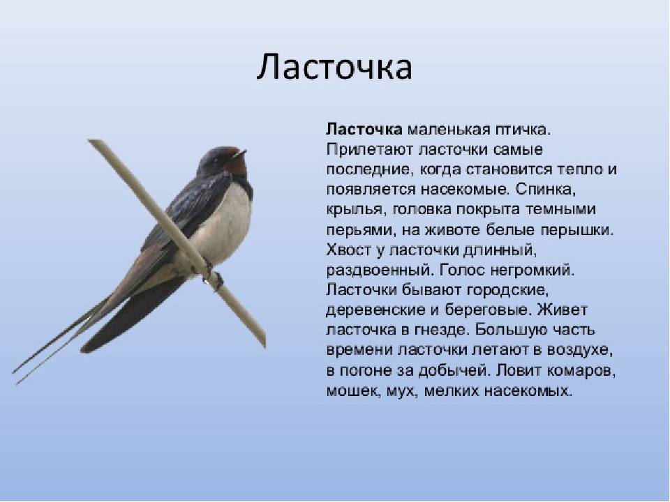 Составь описание известной тебе птицы по плану 2 класс русский язык рабочая тетрадь