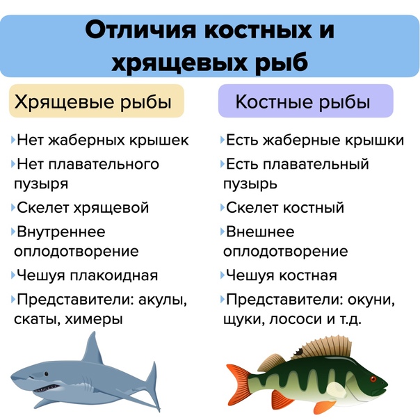 Характеристика речной рыбы голиаф с большими зубами Насколько сильна такая особь и за что она ценится, чем опасна для человека