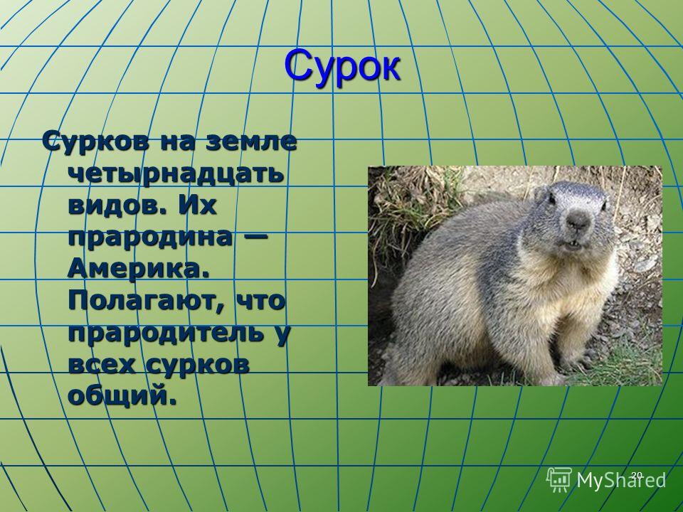 Кто роет ходы на участке и как от них избавиться