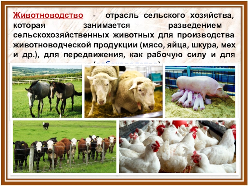 Какие животные относятся к сельскохозяйственным