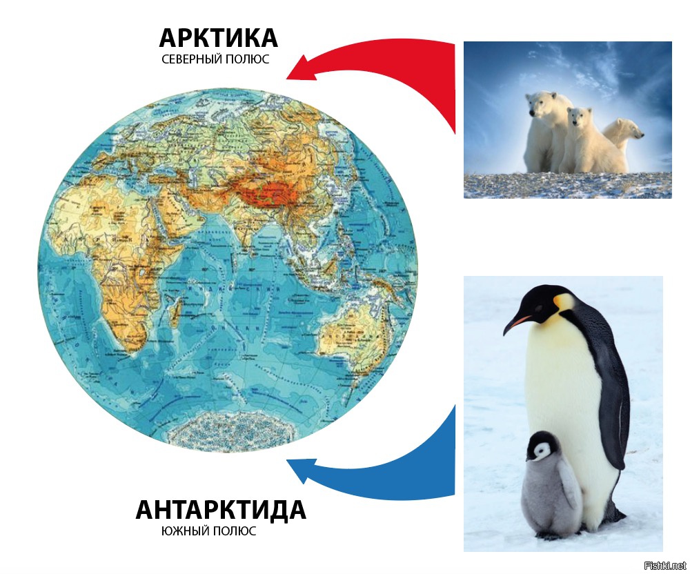 Где обитает пингвин материк. Северный полюс Антарктида и Арктика. Арктика и Антарктика на глобусе для детей. Антарктида на глобусе. Животные Северного и Южного полюса.