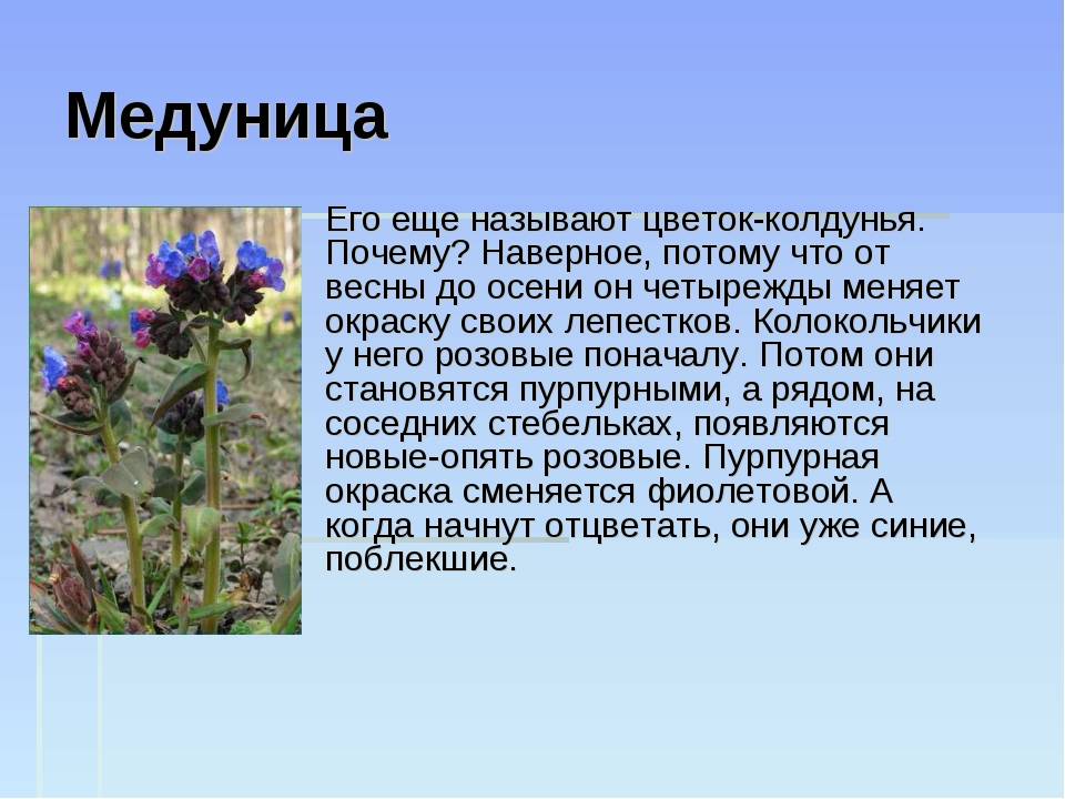 Цветы медуницы словно дивная сказка