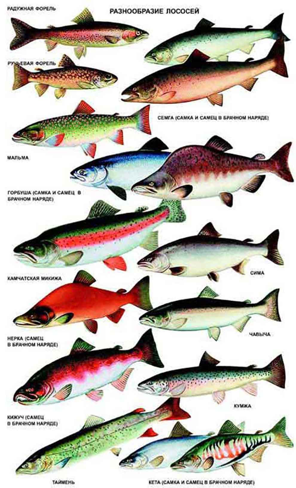 Лососевые рыбы - список с фото и названиями