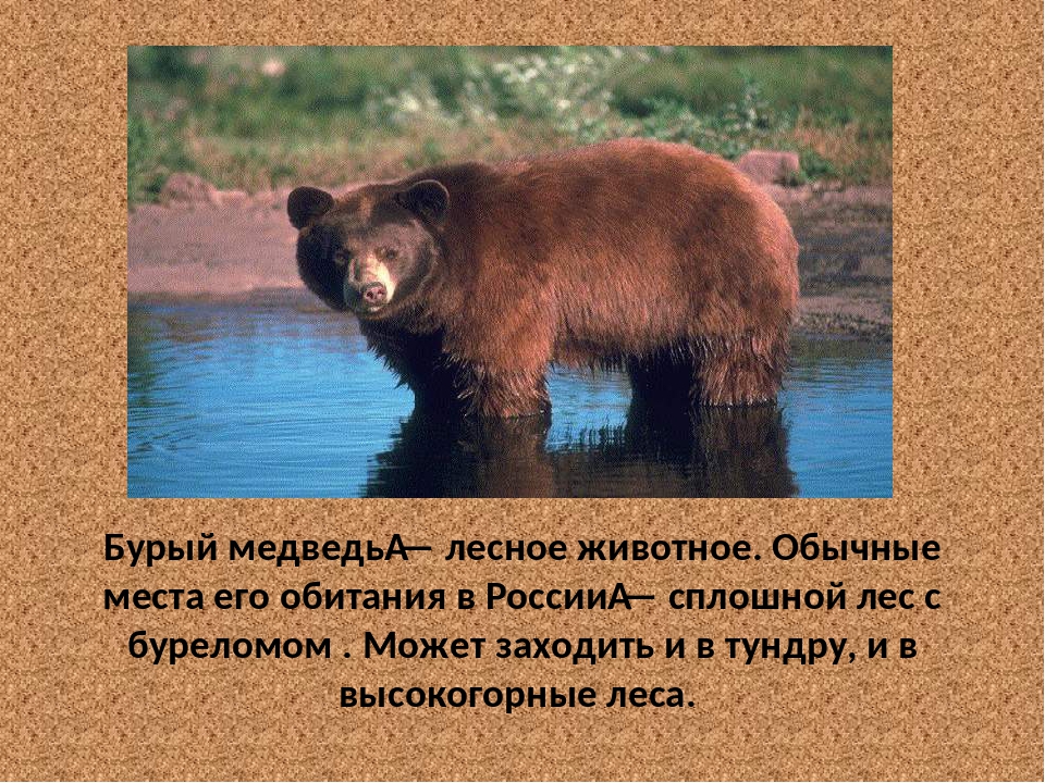 В какой природной зоне живут бурые медведи. Ариал обитания бурого медведя. Место обитания бурого медведя в России. Ареал обитания бурого медведя в России. Бурый медведь сведения ареал обитания.