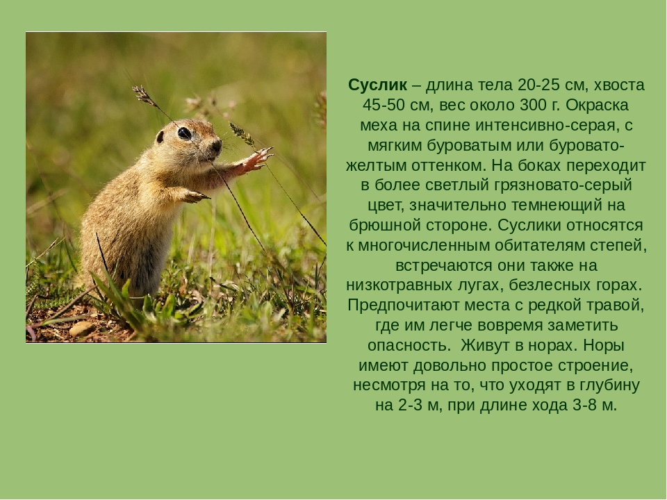 Крапчатый суслик spermophilus suslicus - красная книга россии.