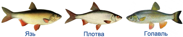 Рыба язь — внешние особенности