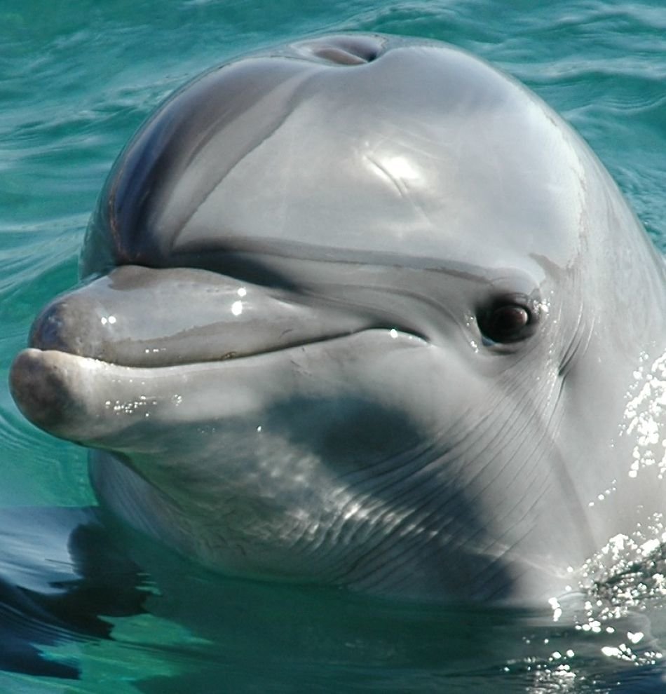 Дельфин — описание внешнего вида, дыхание, сон, места обитания, питание + 101 фото