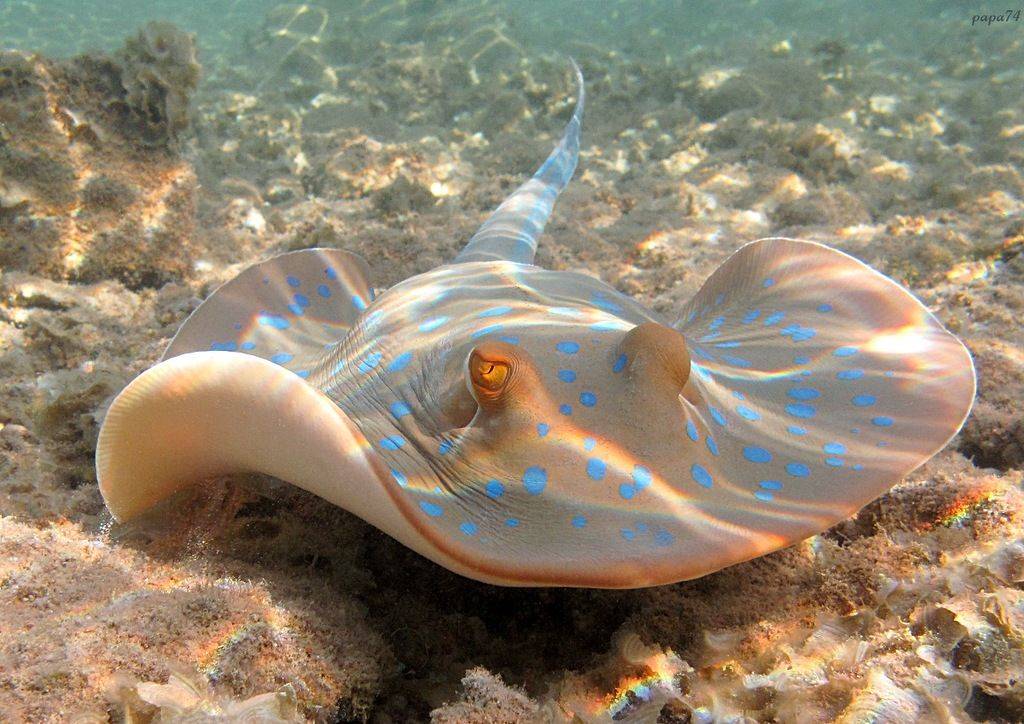 Медуза аурелия ушастая: образ жизни, строение тела, особенности содержания в аквариуме