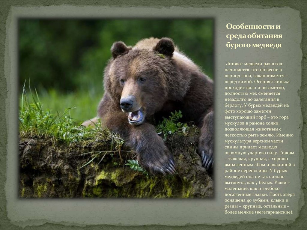 Жизнь про медведя. Среда обитания бурого медведя. Образ жизни медведя. Описание жизни медведя. Образ жизни бурого медведя.