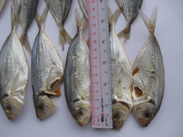 Рыба терпуг: польза и вред, где водится, состав, фото