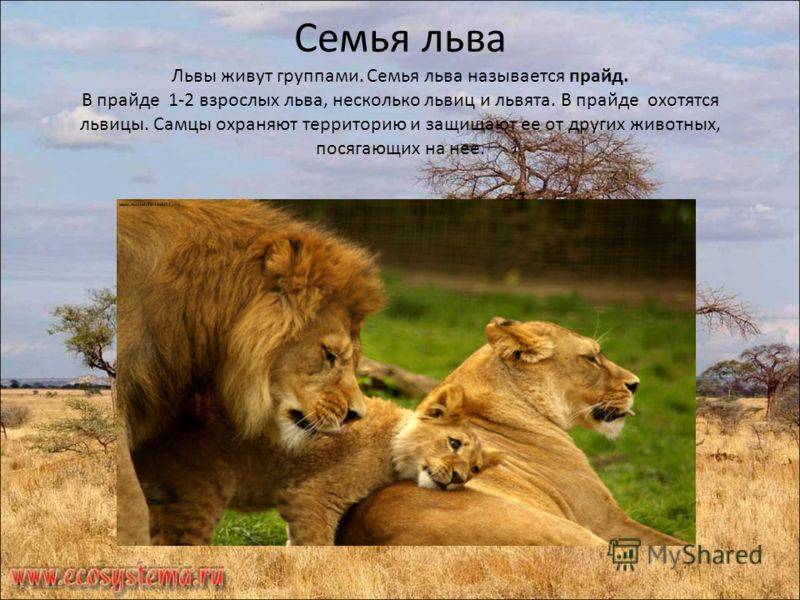 Рыба полосатая как зебра. рыба-лев, полосатая крылатка, рыба-зебра (pterois volitans). фото и видео. внешность необычной рыбки. фото рыбы-льва