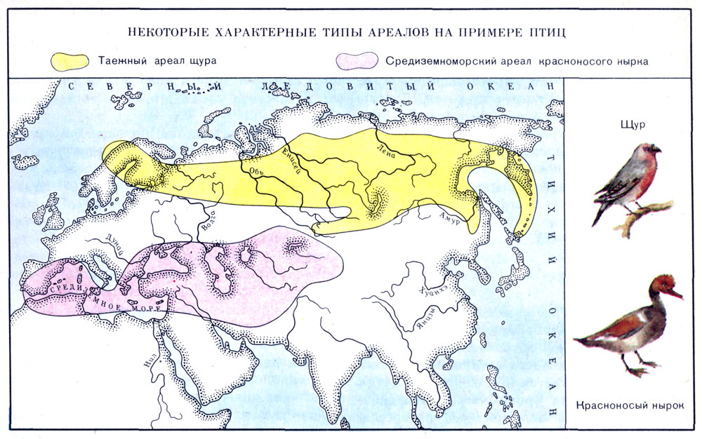 типы ареала
