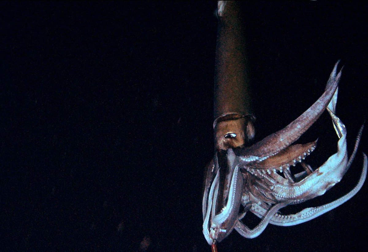 10 самых жутких глубоководных тварей (22 фото)