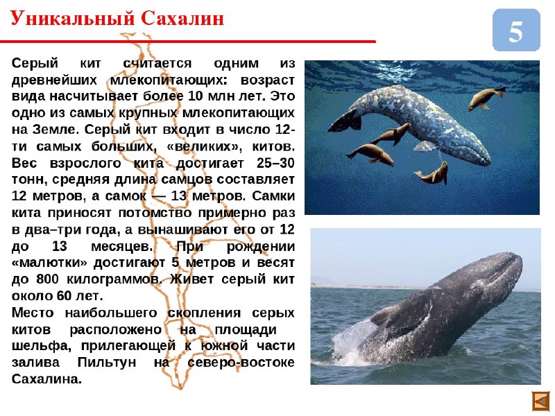 Где живет кит русский язык 1 класс. Серый кит. Морские животные красной книги России. Кит из красной книги. Серый кит красная книга.