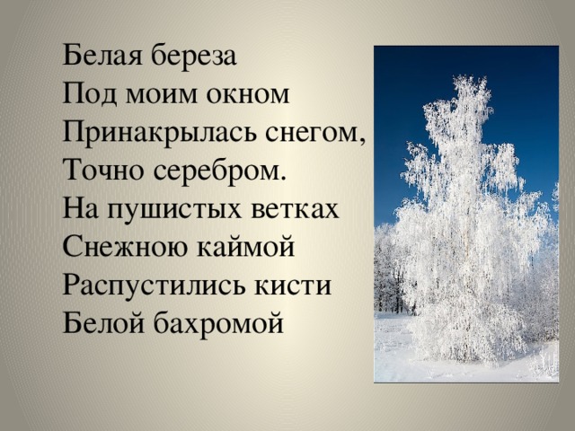 Как растёт берёза?: интересные факты о символе страны | растения | школажизни.ру