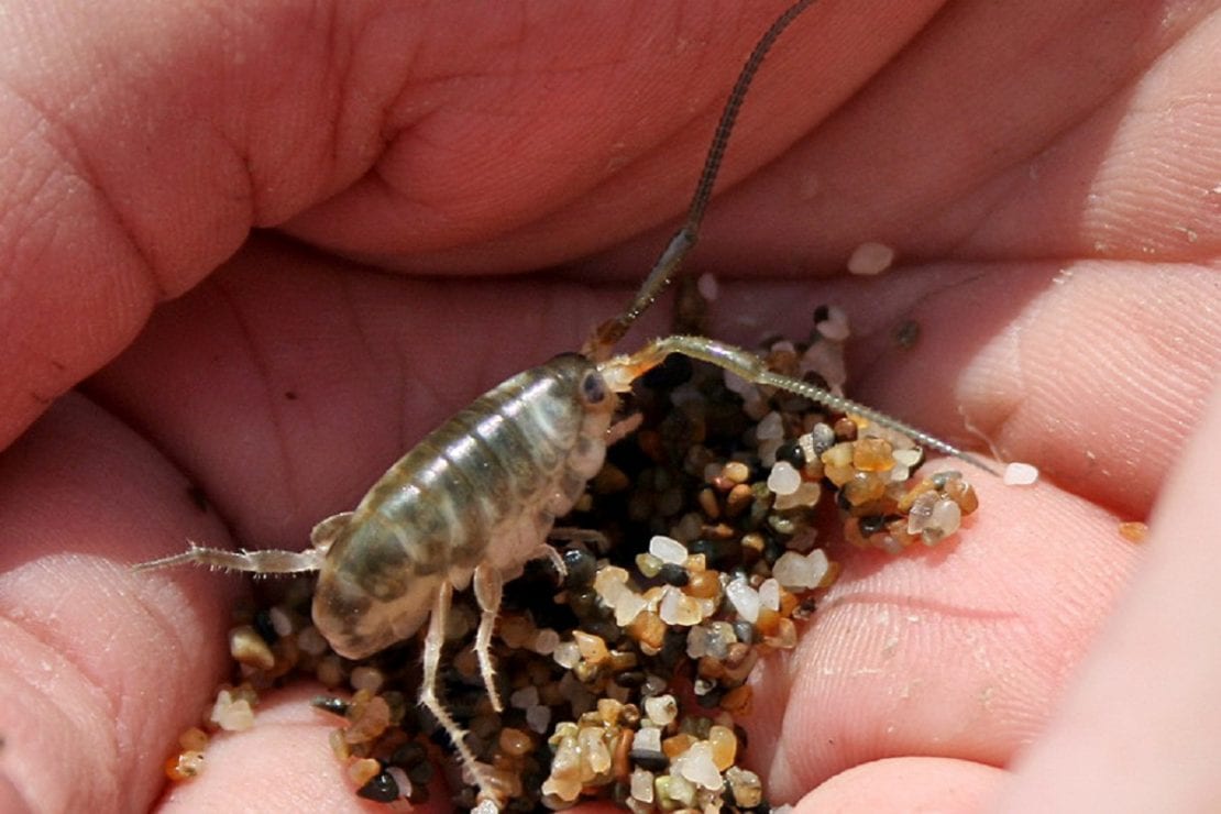 Тип членистоногие (arthropoda), класс ракообразные (crustacea)