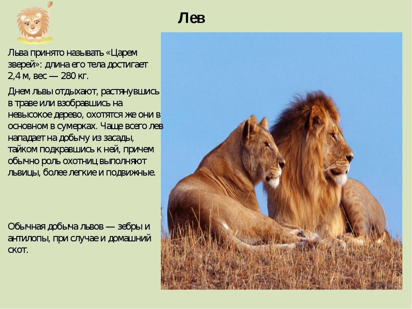 Описание Льва