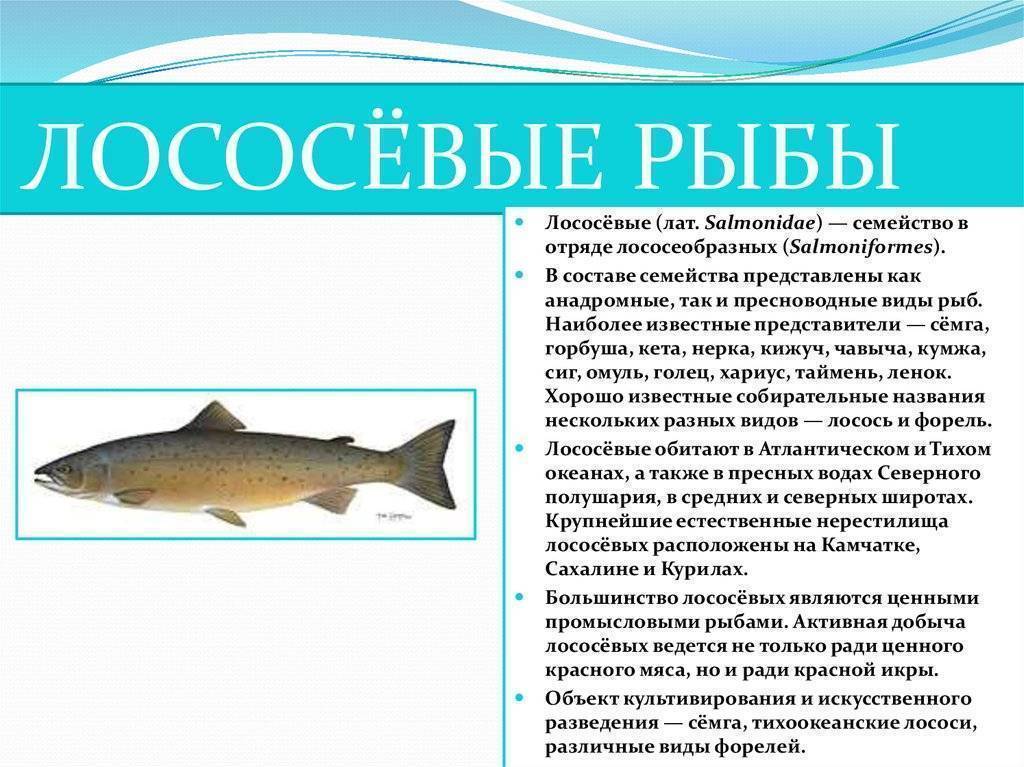 Лососевые рыбы названия, характерные особенности видов, среда обитания, промысел