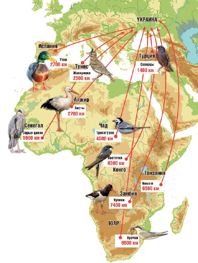 Карта миграции журавлей из россии
