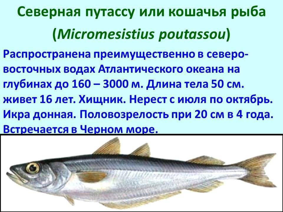 Рыба нельма - описание, внешний вид, подвиды, способы ловли, снасти