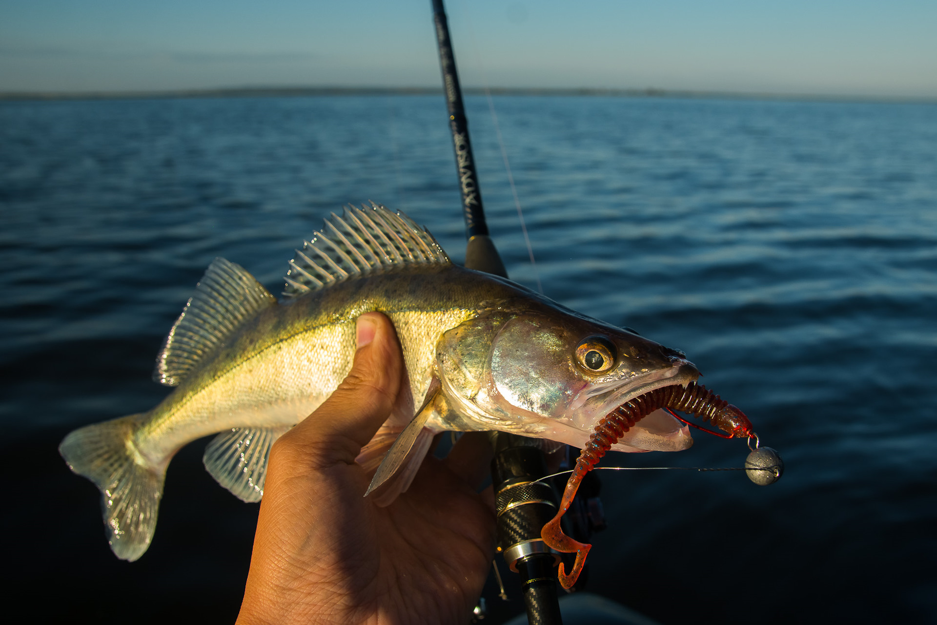 Рыбалка на спиннинг | спиннинг клаб - советы для начинающих рыбаков
как ловить судака на спиннинг: секреты и особенности ловли