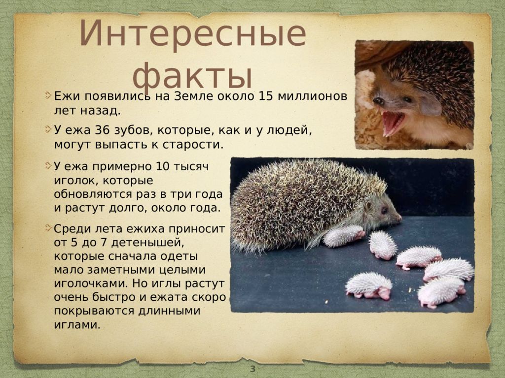 ᐉ питание ежей в дикой природе и что ёжики едят в домашних условиях, и как питаться правильно - zoovet24.ru