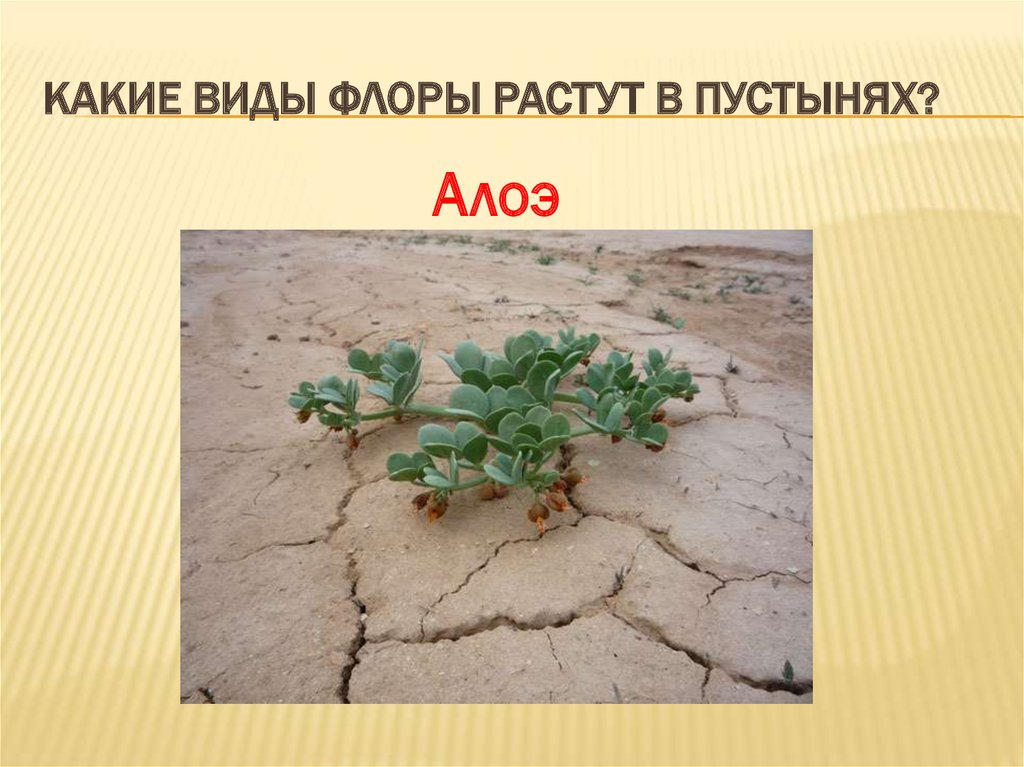 Растения пустыни 5 класс биология