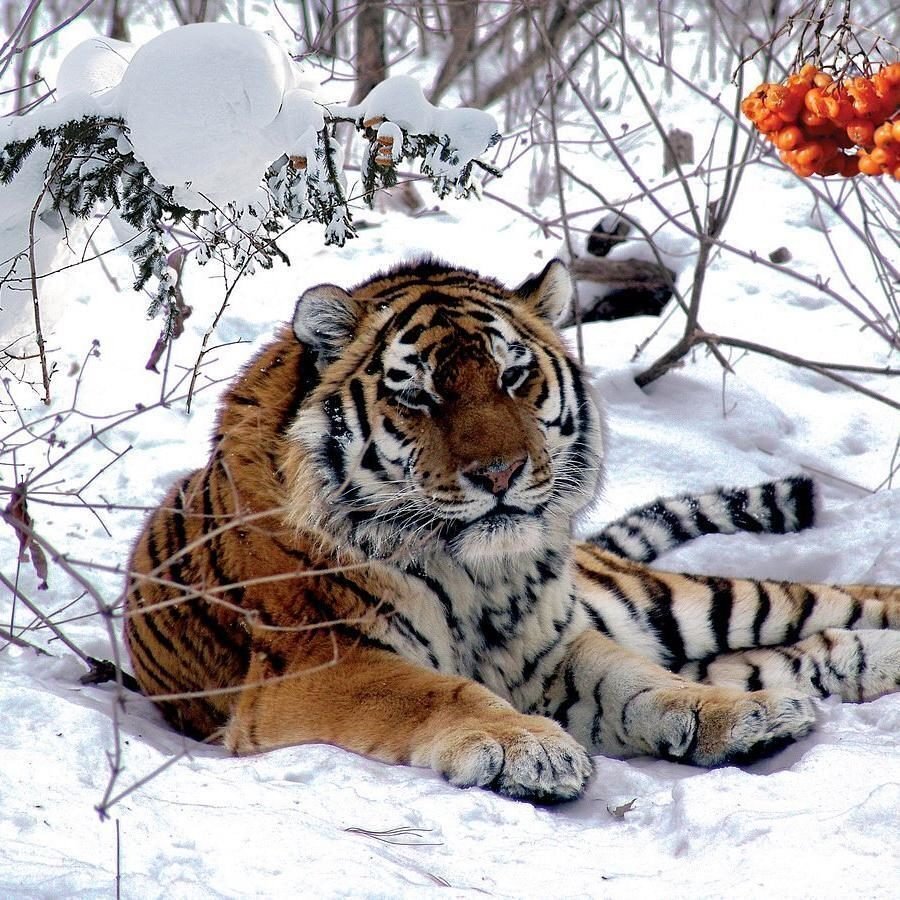 Тигр в тайге фото