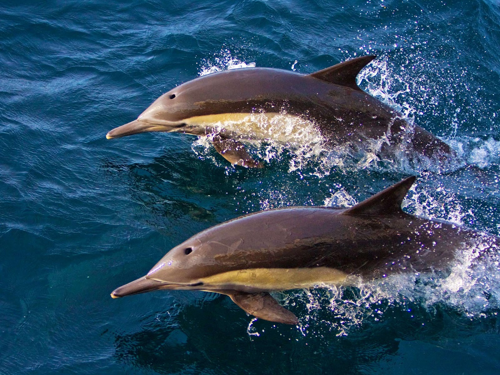 Кто такие касатки — это дельфины или киты: чем питаются и как выглядят, где обитают, их фото