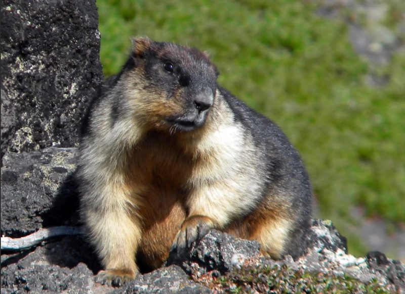 Байбак (marmota bobak) — самый крупный из семейства беличьих