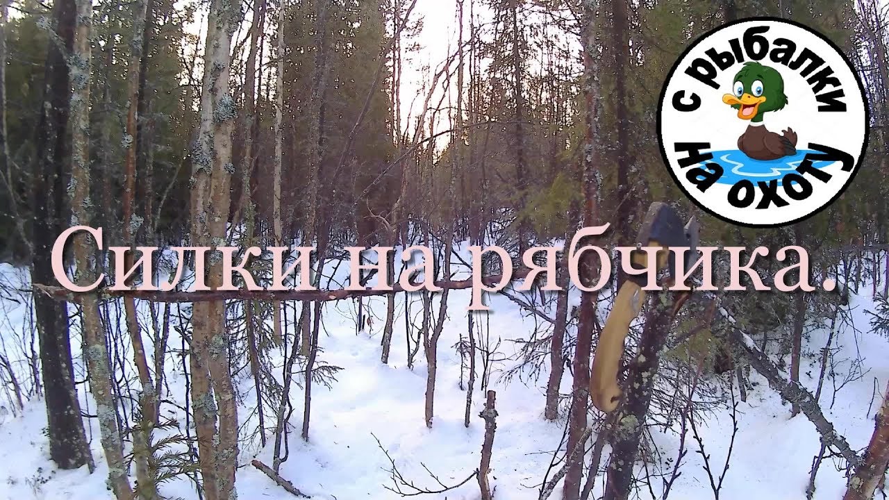 Рябчик птица. среда обитания и особенности рябчика