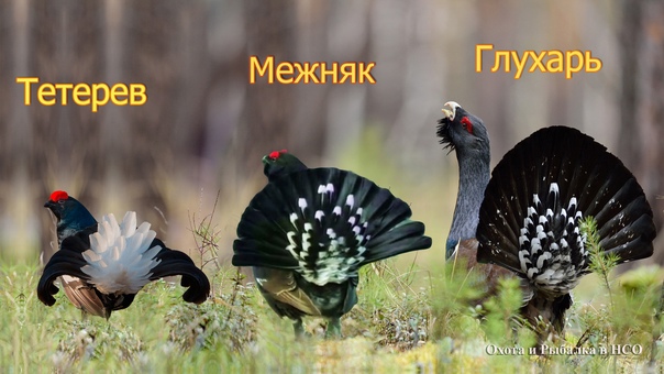 Охота на тетерева - с чучелами, на токах, по выводкам