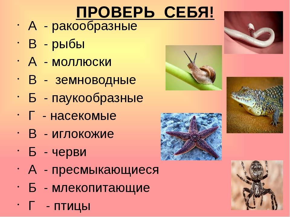 Таблица рептилии и млекопитающие. Рептилии и млекопитающие. Рептилии амфибии моллюски. Насекомые, земноводные пресмыкающиеся. Млекопитающие и пресмыкающиеся и земноводные.