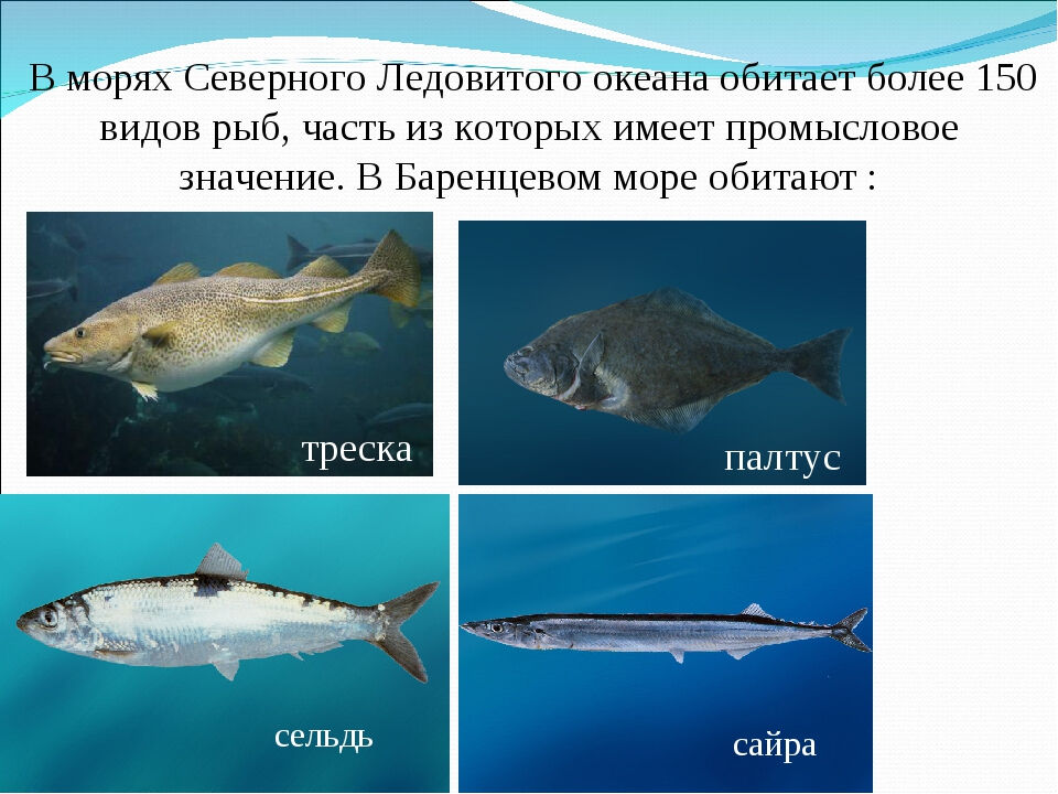 Дальневосточные и северные рыбы, их описание, характеристики чем особи интересны опытным рыбаловам Самые популярные представители фауны